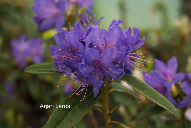 Rhododendron 'Russautinii'