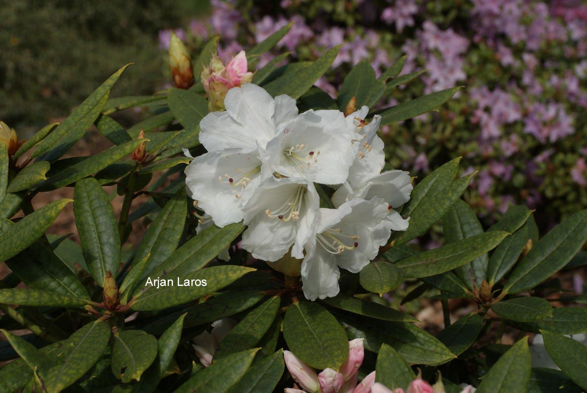 Rhododendron aberconwayi