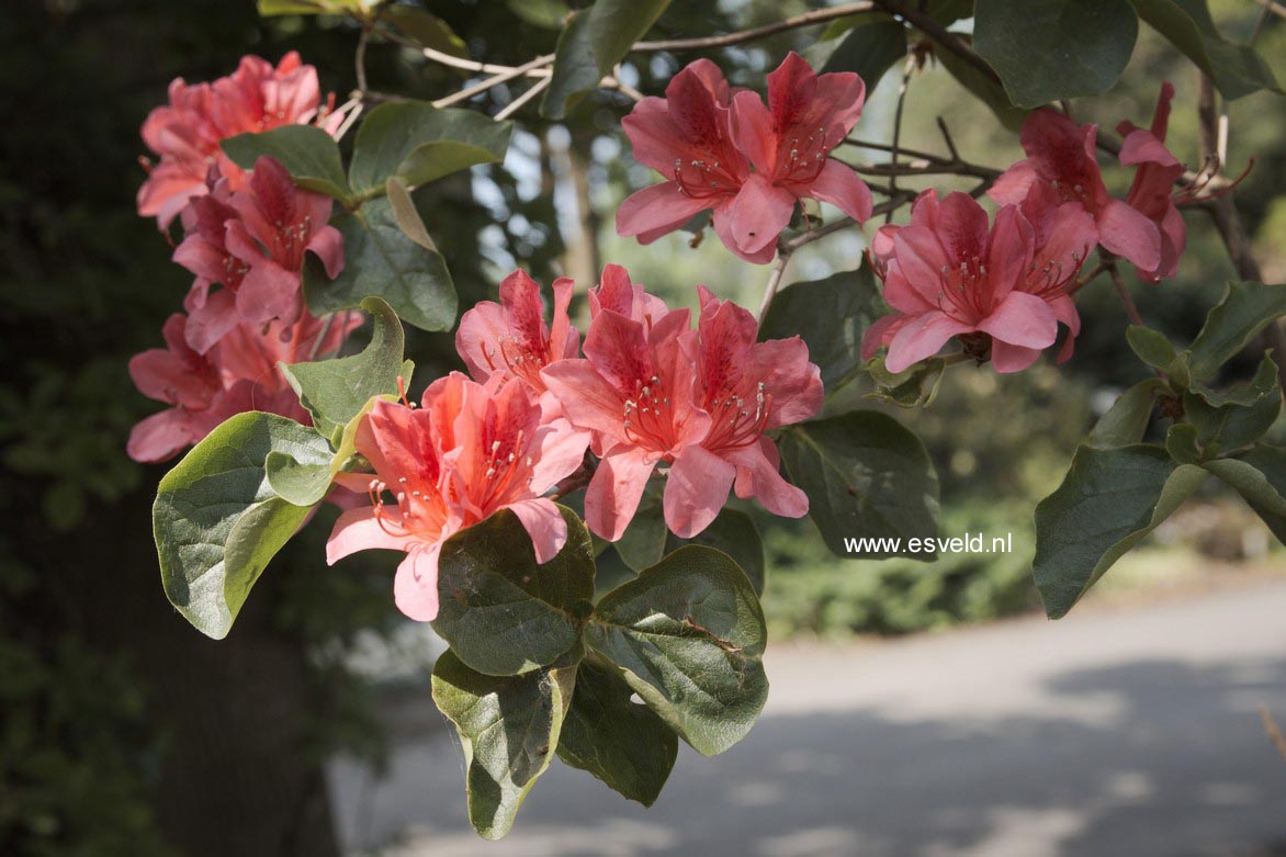 Rhododendron amagianum