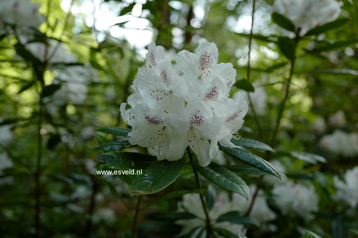 Rhododendron annae