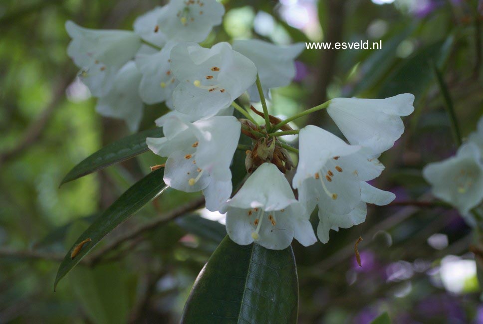 Rhododendron anwheiense