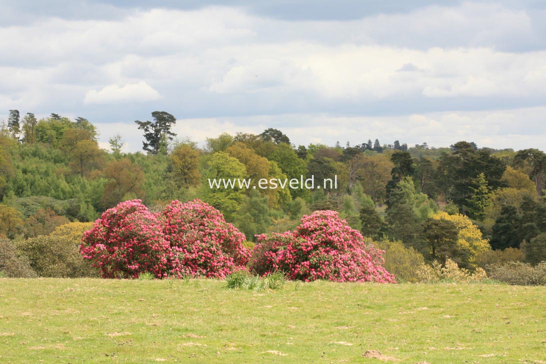Rhododendron arboreum