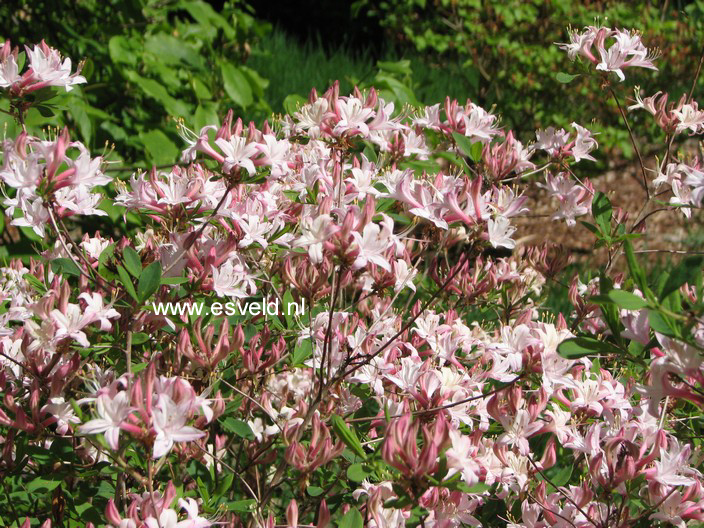Rhododendron atlanticum