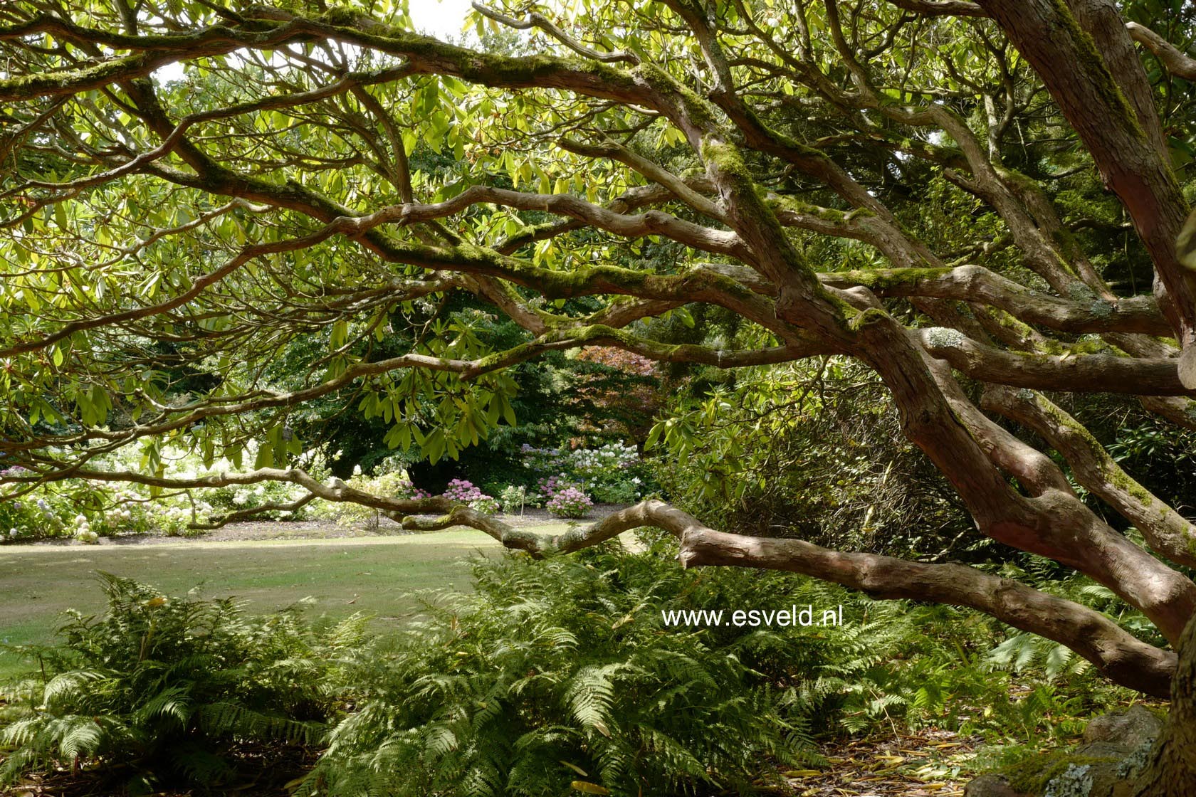 Rhododendron auriculatum