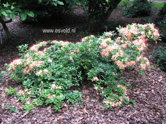 Rhododendron calendulaceum