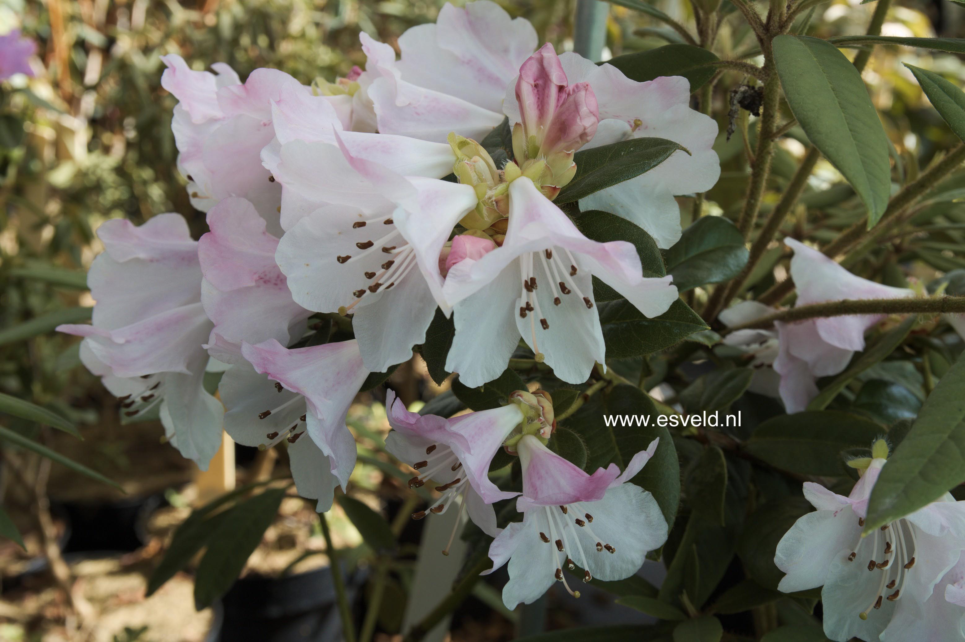 Rhododendron ciliatum