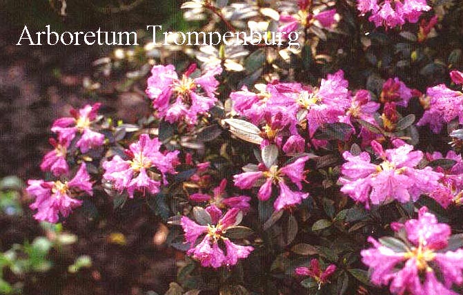 Rhododendron cuneatum