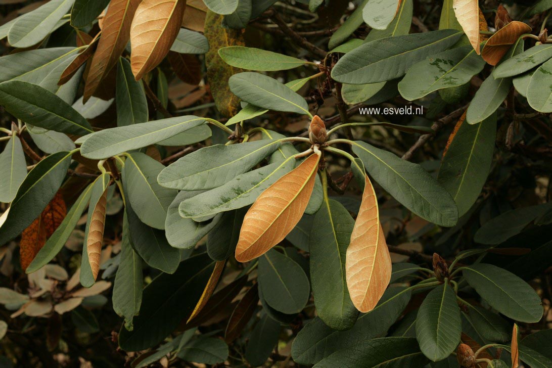 Rhododendron falconeri