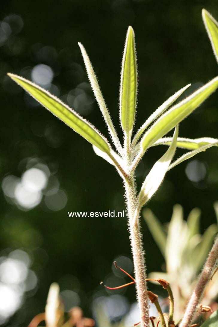 Rhododendron griersonianum