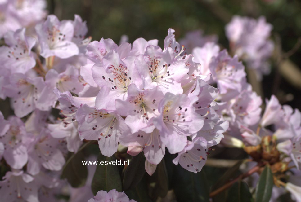 Rhododendron heliolepis