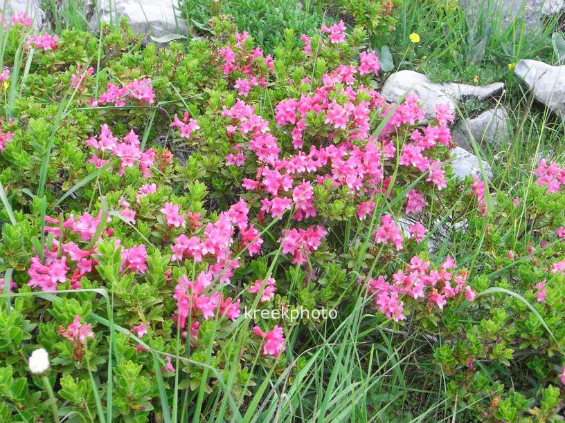 Rhododendron hirsutum