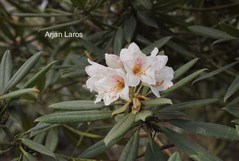 Rhododendron hyperythrum