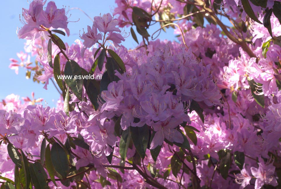 Rhododendron lochmium