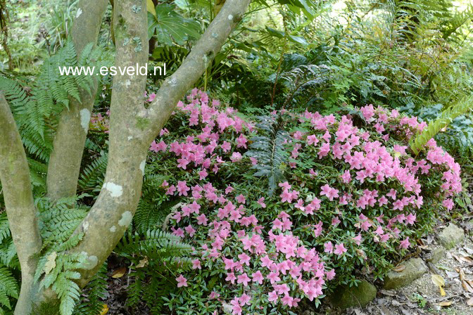 Rhododendron nakaharae 'Wintergreen'