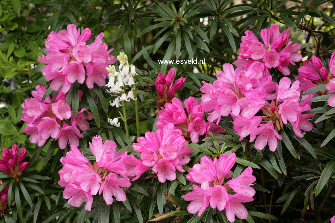 Rhododendron ponticum 'Graziella'