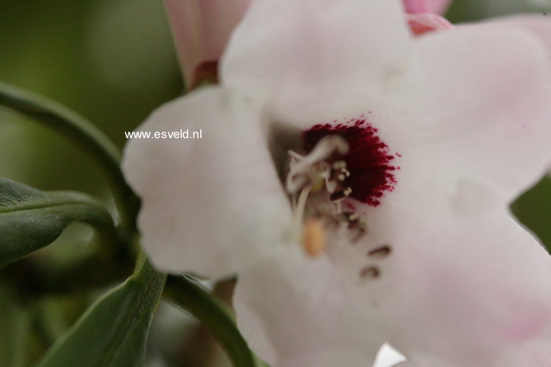 Rhododendron praevernum
