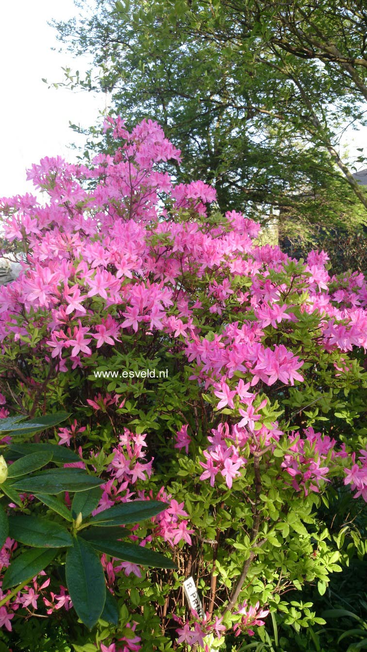 Rhododendron prinophyllum