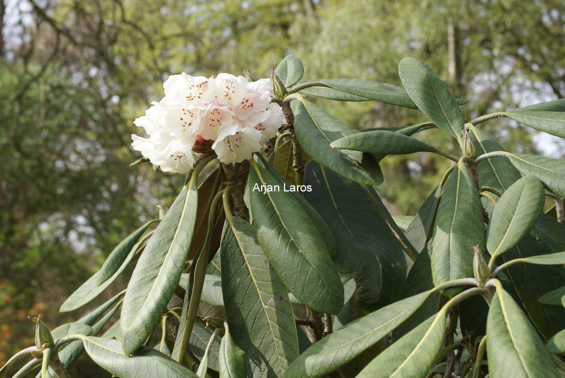 Rhododendron rex