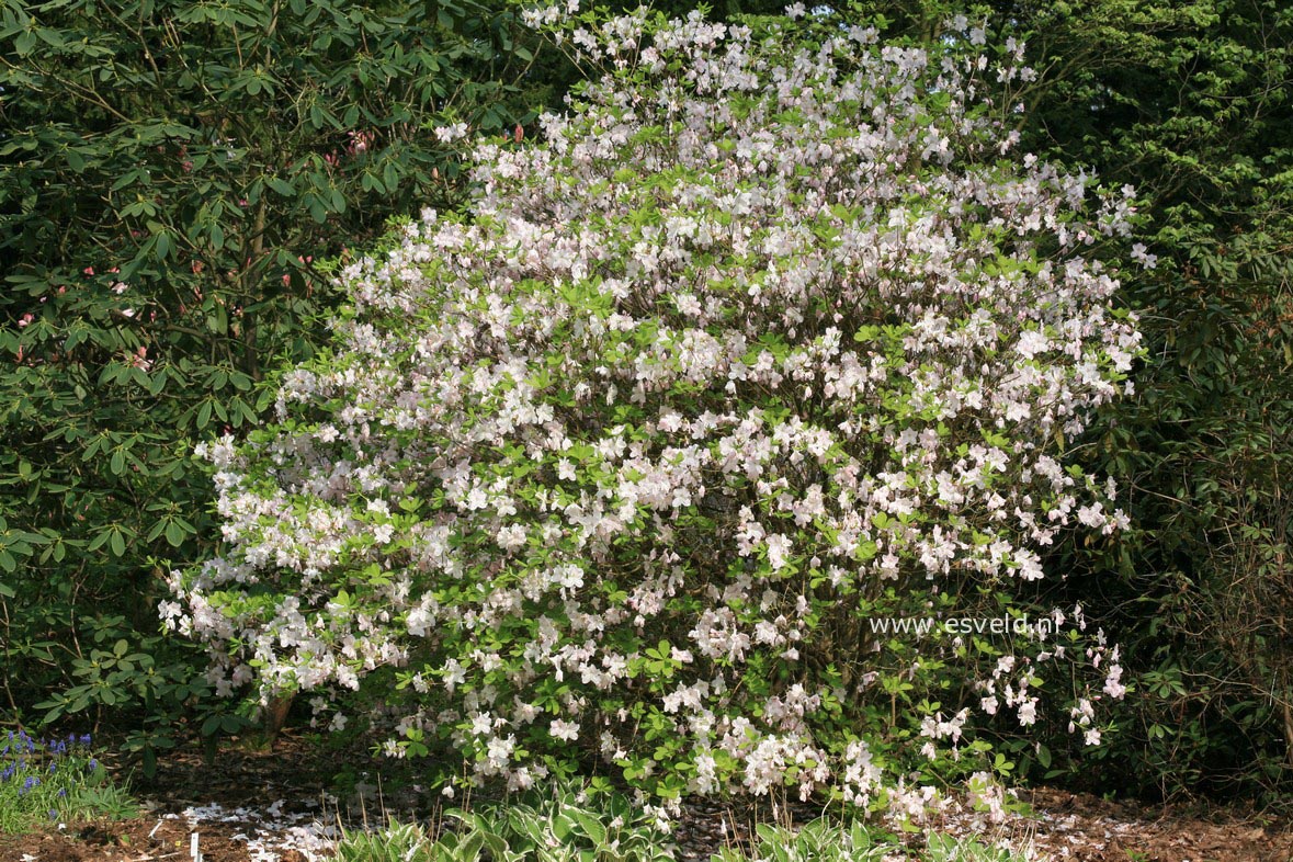Rhododendron schlippenbachii