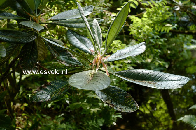 Rhododendron sinogrande