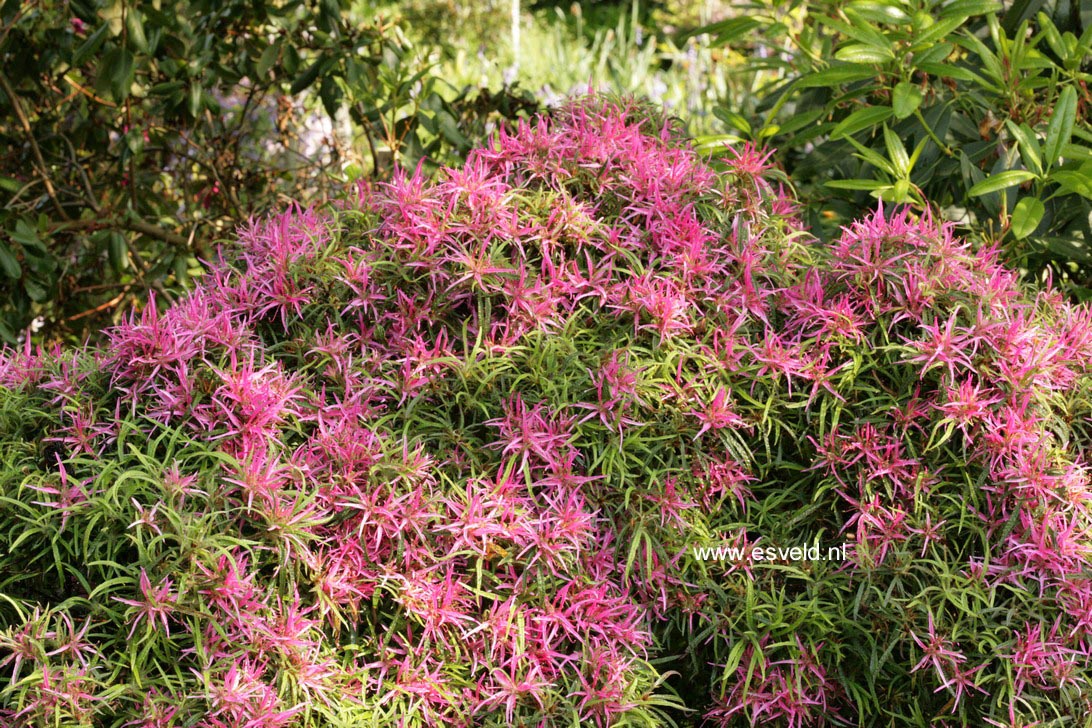 Rhododendron stenopetalum 'Linearifolium'