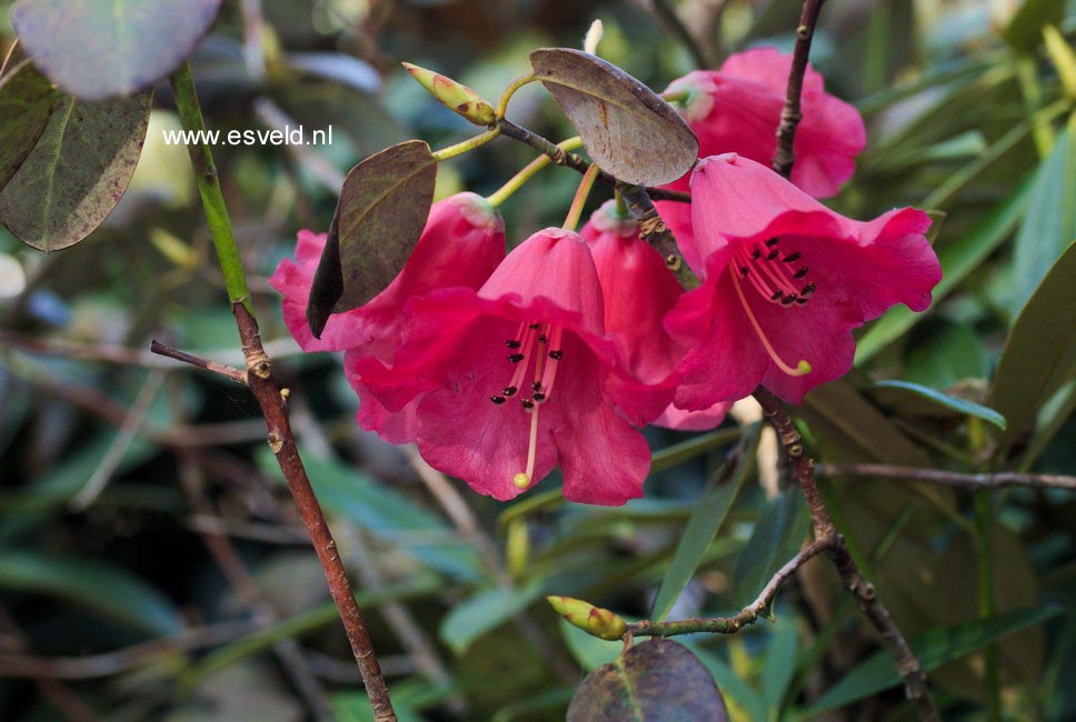 Rhododendron thomsonii