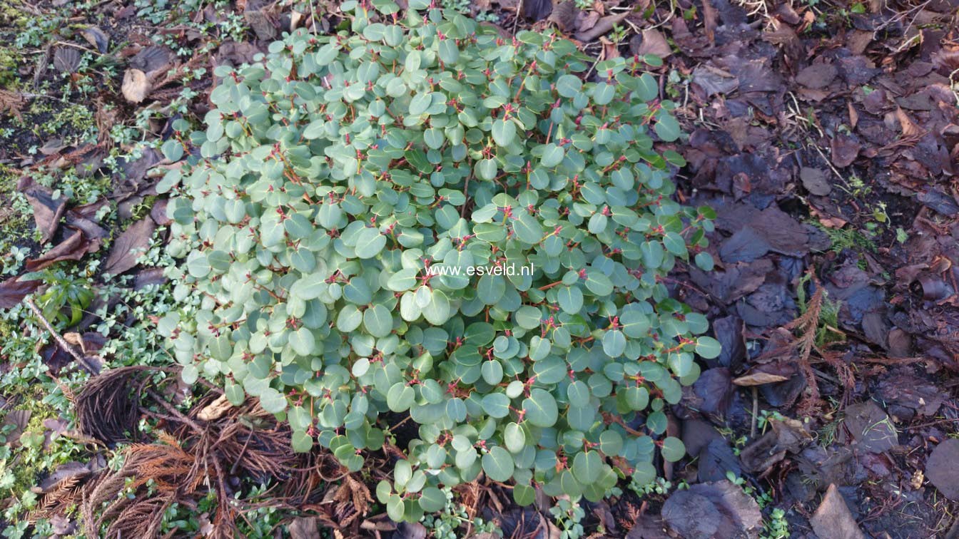 Rhododendron williamsianum