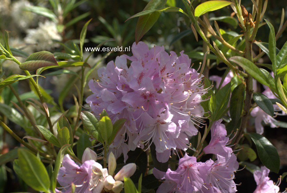 Rhododendron yunnanense
