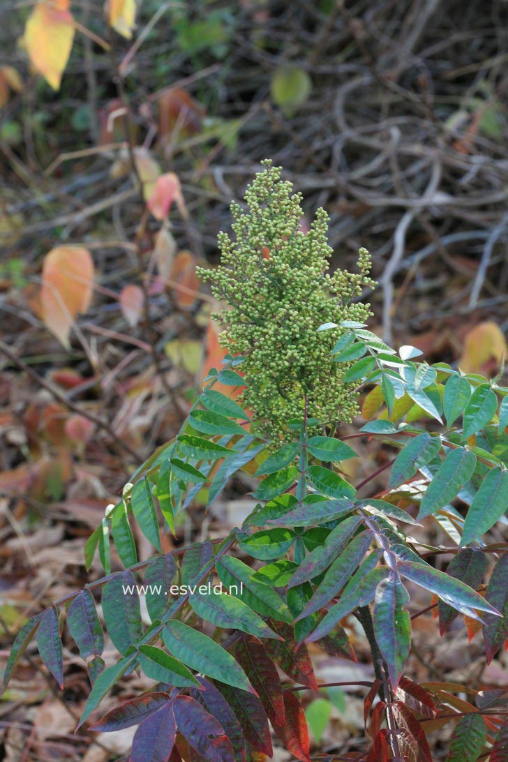 Rhus copallina