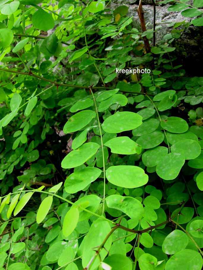 Robinia pseudoacacia