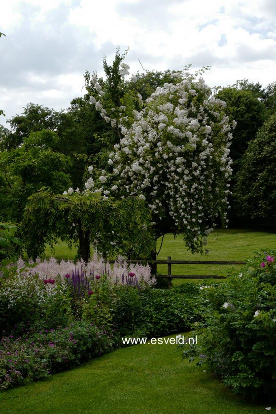 Rosa 'Bobbie James'