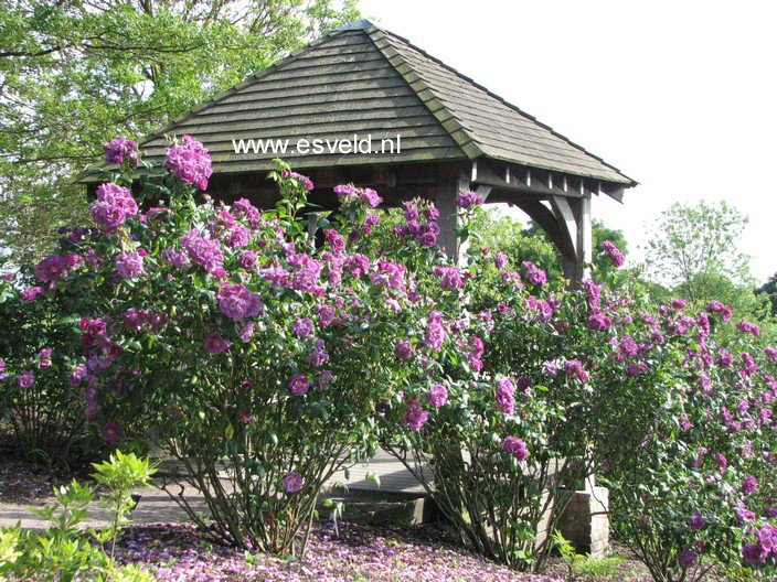 Rosa 'Frantasia' (RHAPSODY IN BLUE)