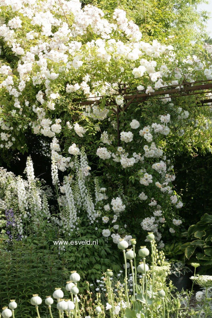 Rosa 'Schneewittchen' (KORBIN)