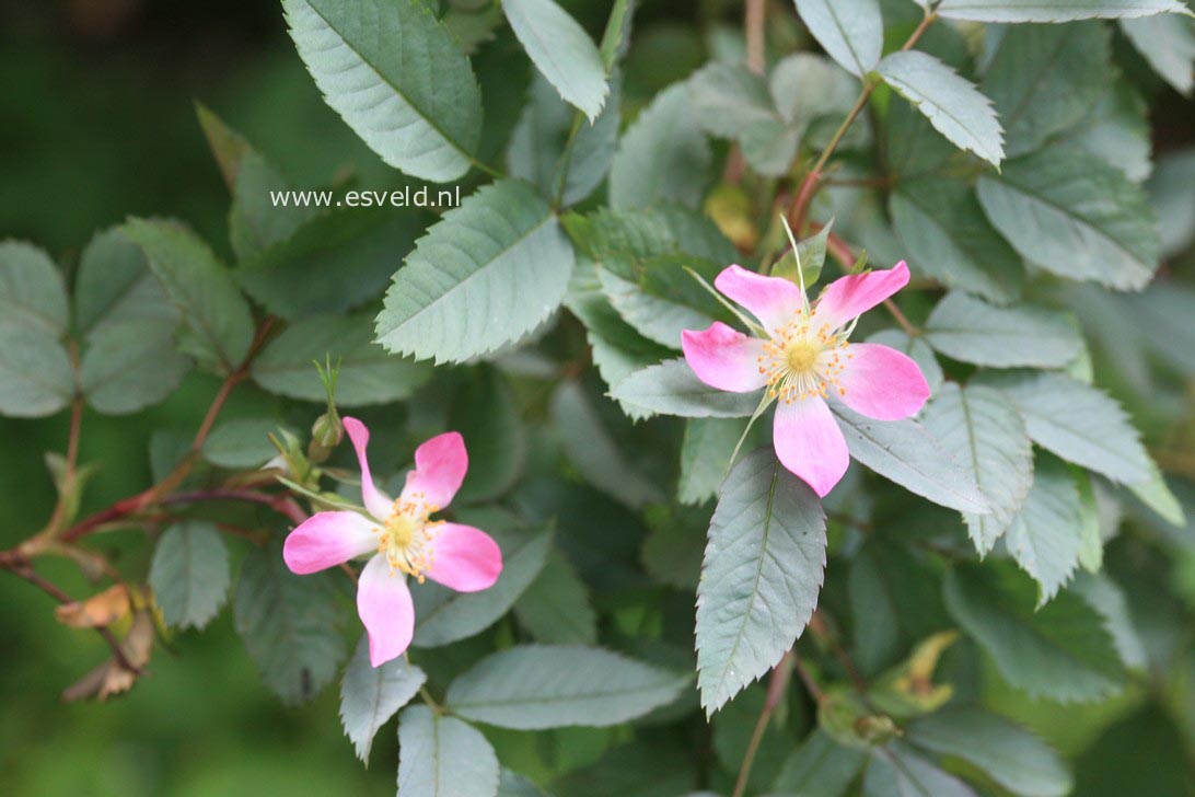 Rosa glauca
