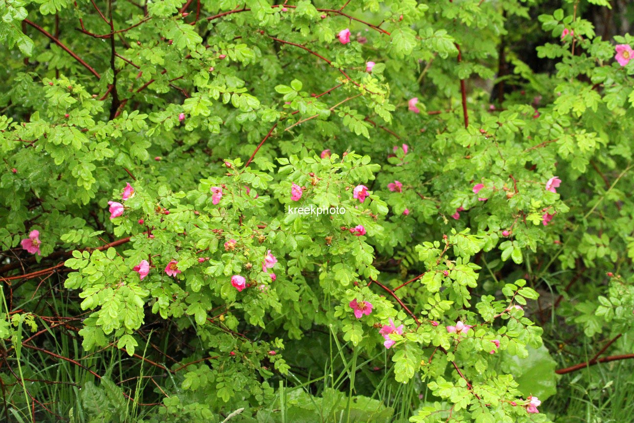 Rosa pendulina