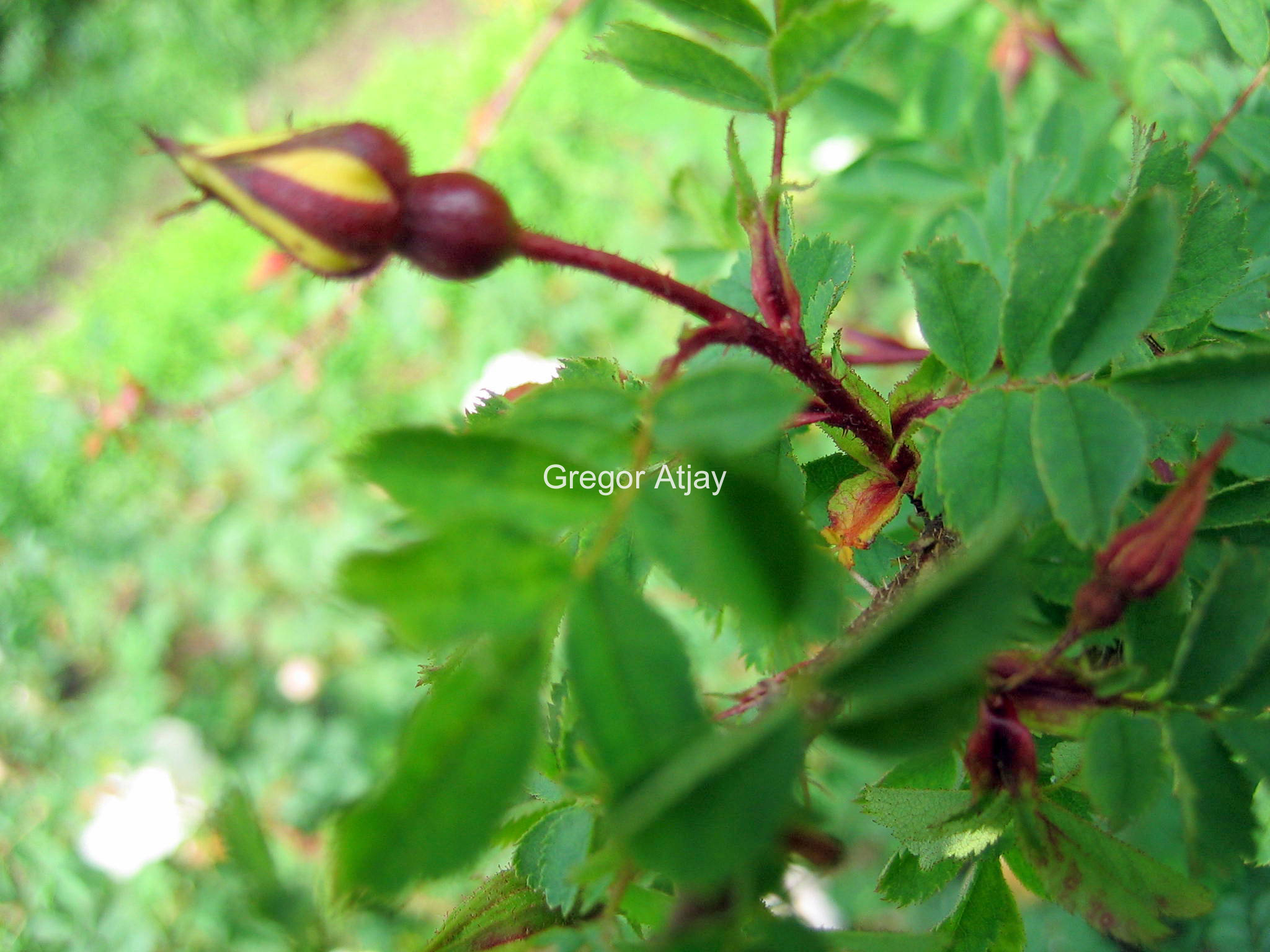 Rosa pimpinellifolia