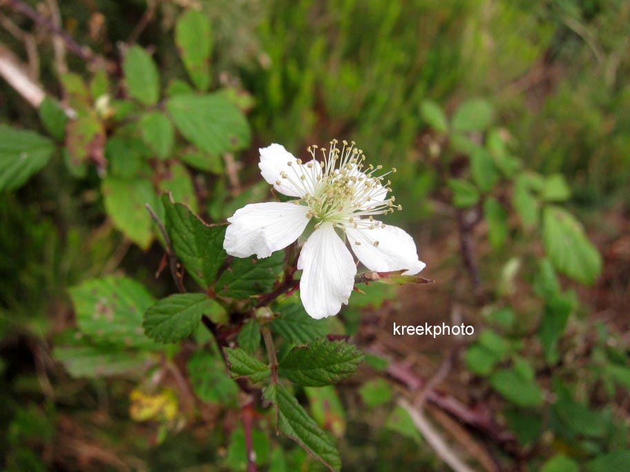 Rubus fruticosus