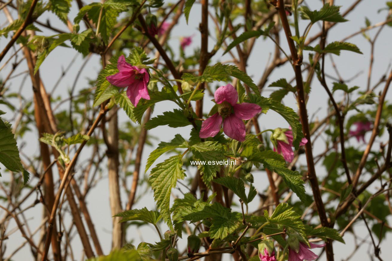 Rubus spectabilis