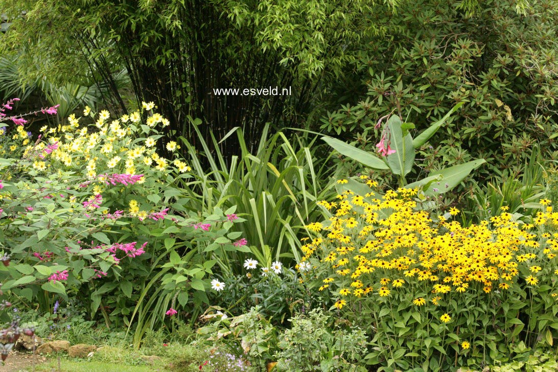 Rudbeckia fulgida var. deamii