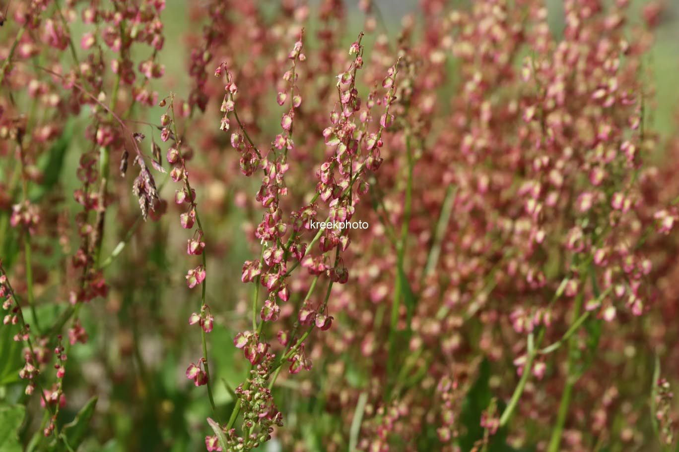 Rumex acetosa