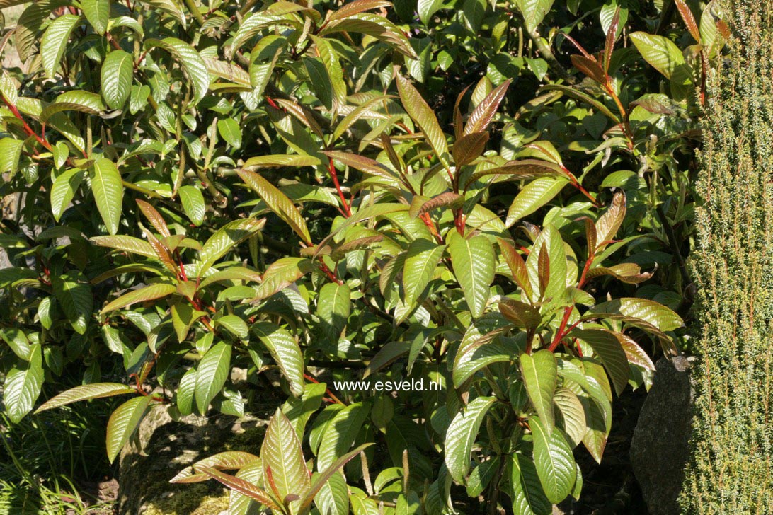Salix moupinensis