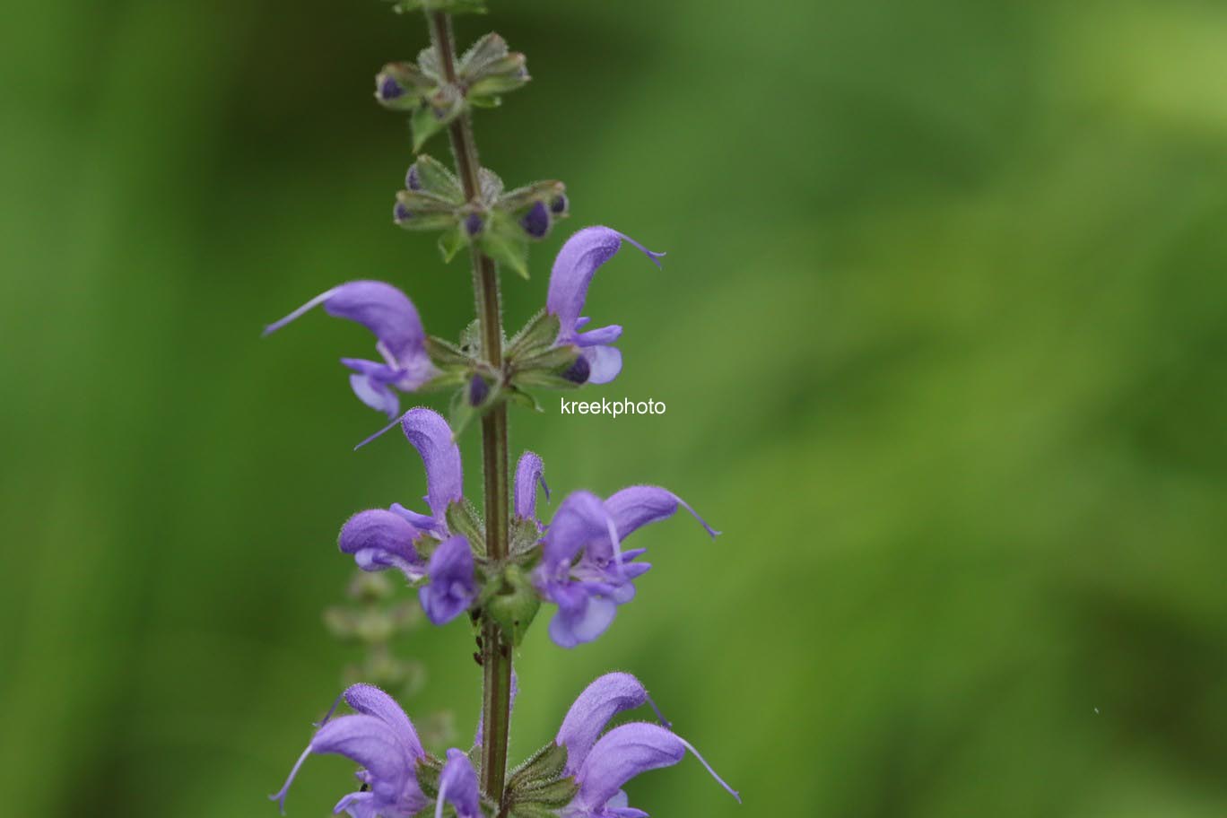Salvia pratensis
