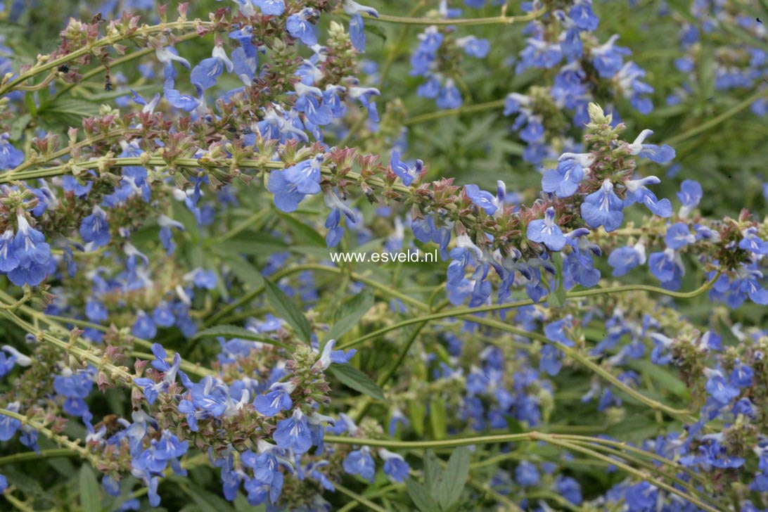 Salvia uliginosa