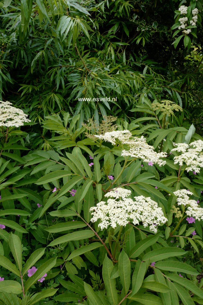 Sambucus ebulus