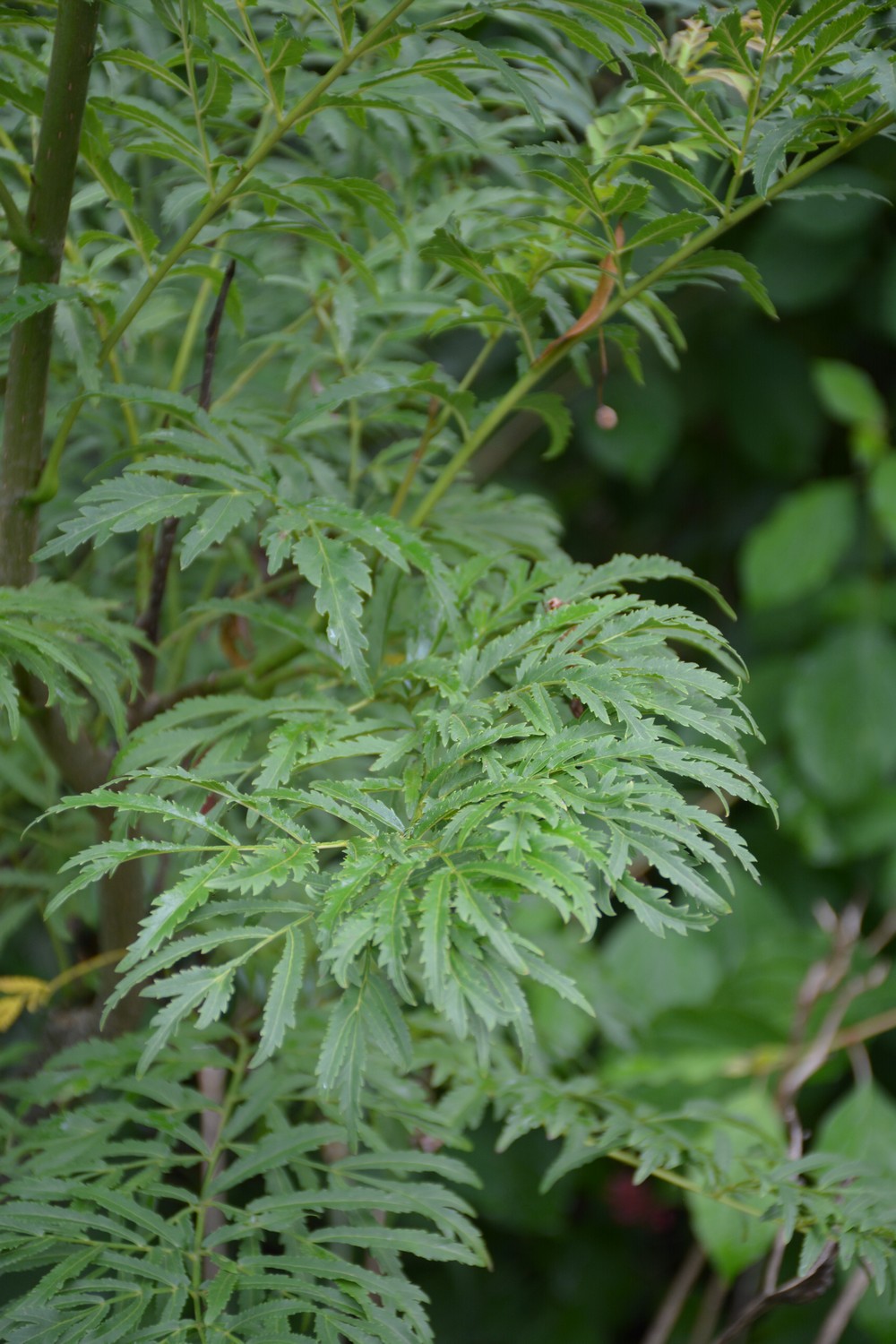 Sambucus nigra 'Laciniata'