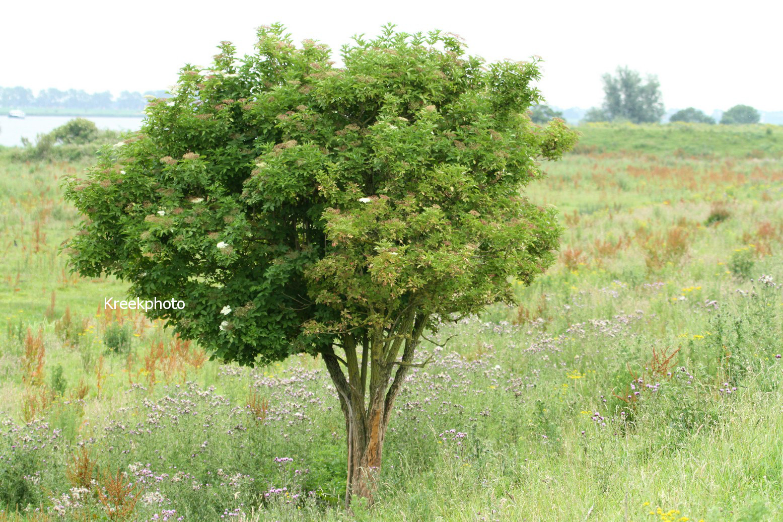 Sambucus nigra