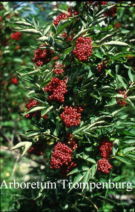 Sambucus racemosa