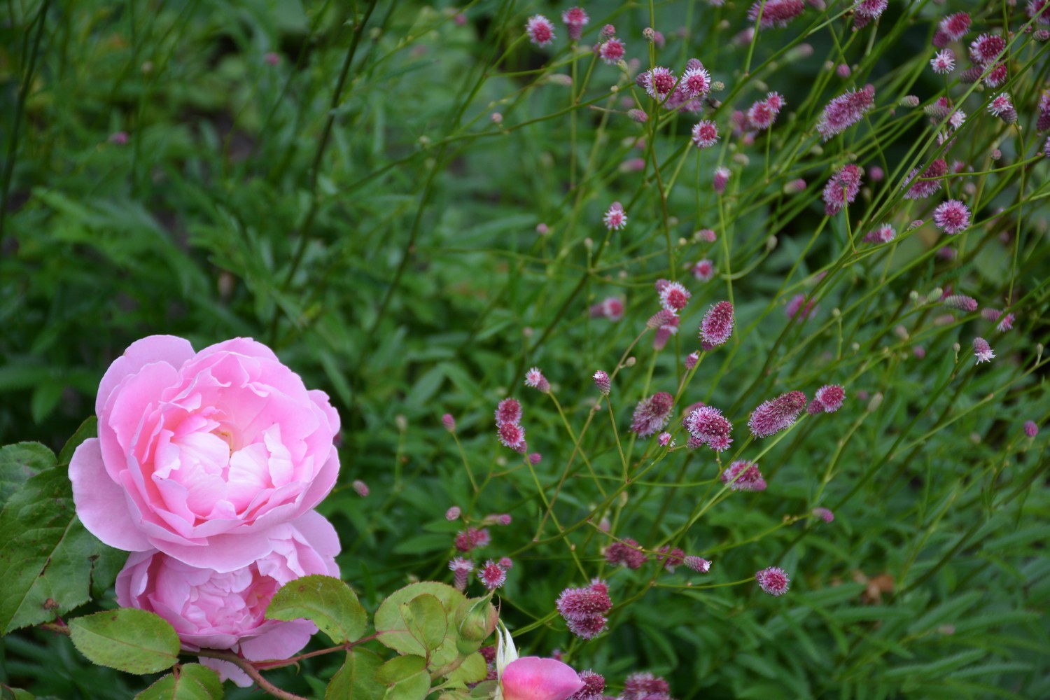 Sanguisorba officinalis 'Pink Tanna'