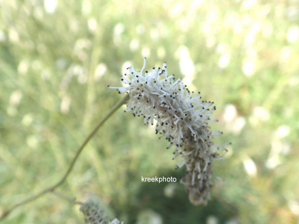 Sanguisorba tenuifolia 'Alba'