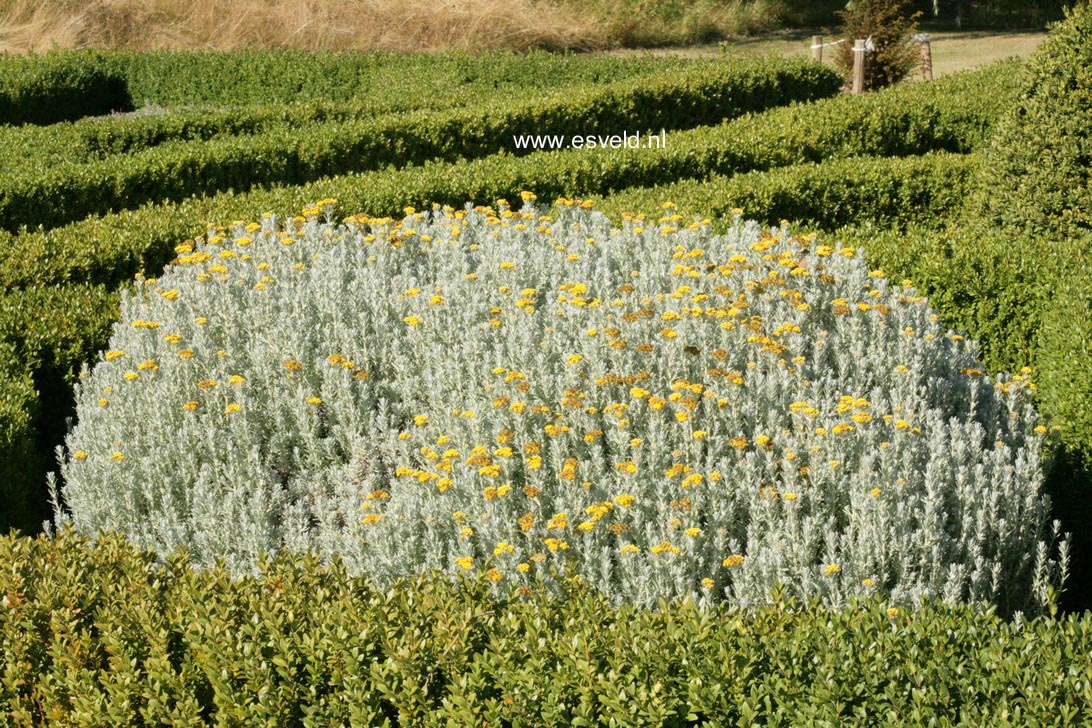 Santolina chamaecyparissus